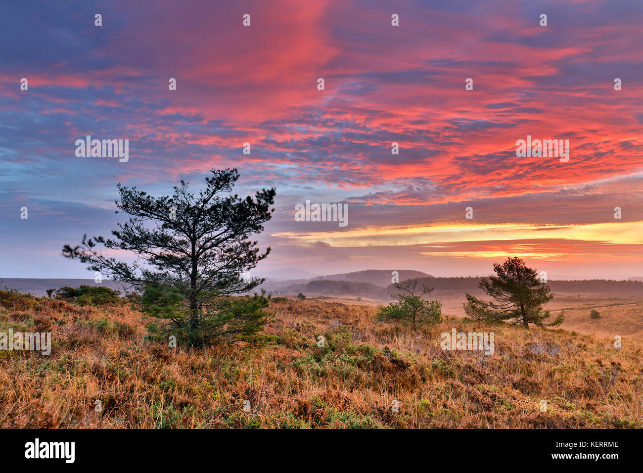 Woodbury Common ; Devon ; Royaume-Uni Banque D'Images