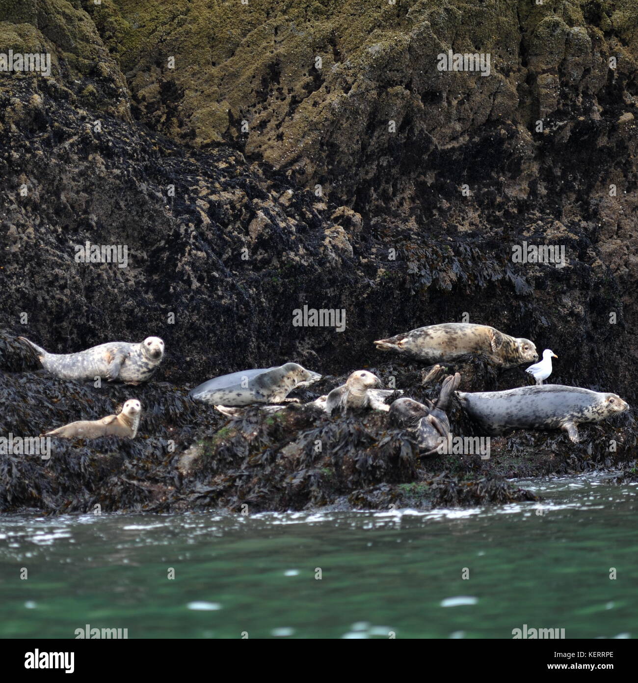 Les phoques gris - la plus grande au Royaume-Uni des joints de profiter d'un certain temps hors de l'eau sur la tête des vers Banque D'Images