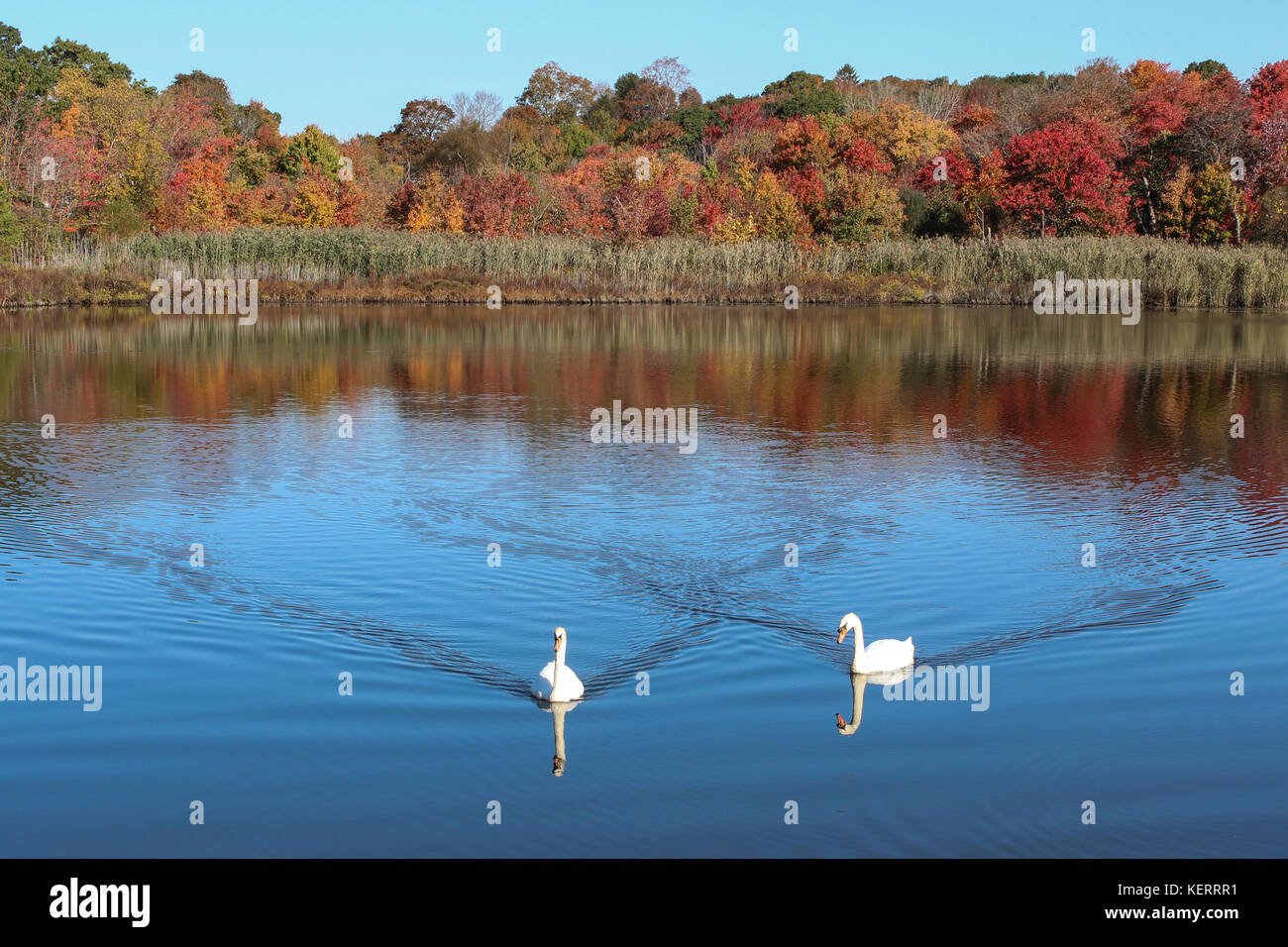 Scène d'automne feuilles d'automne par le lac avec des cygnes 2 Banque D'Images