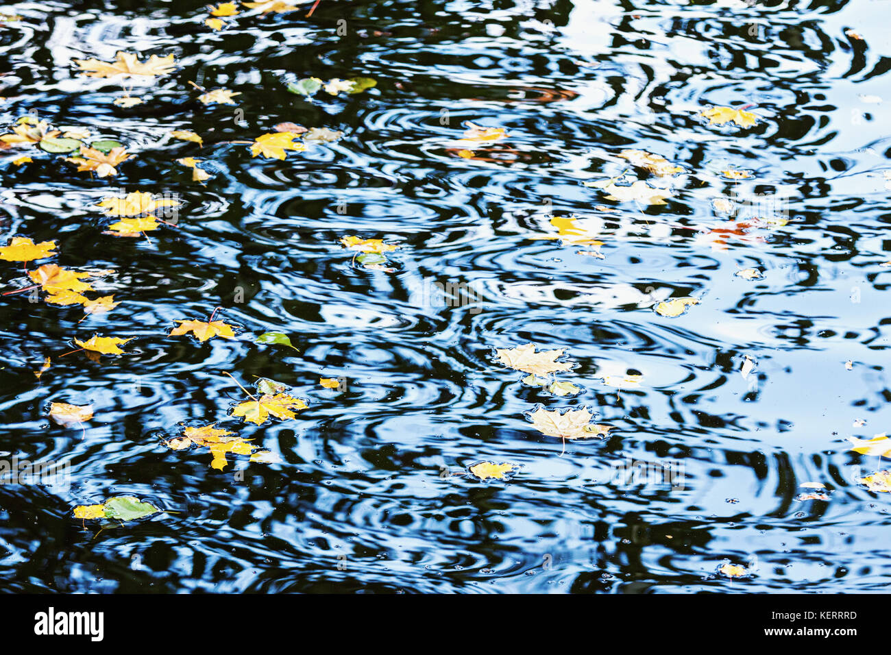 La nature et la texture de fond de l'eau bleue avec plein de feuilles d'érable de l'automne ant Banque D'Images