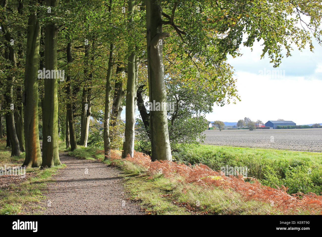 Chemin à travers une simple réserve naturelle du bois de sables bitumineux, Lancs, UK Banque D'Images