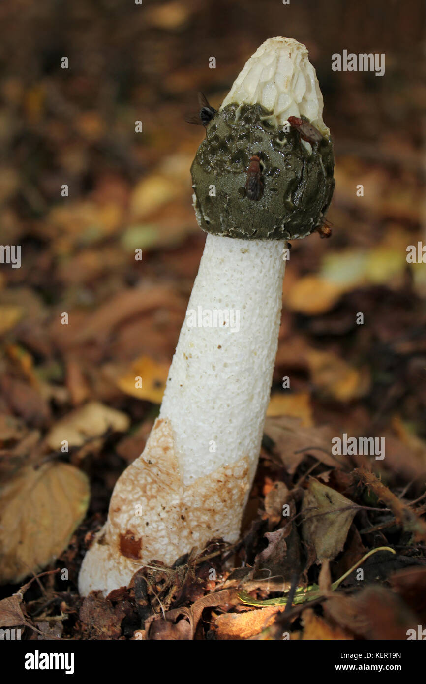 Phalle impudique Phallus commun impundicus Banque D'Images