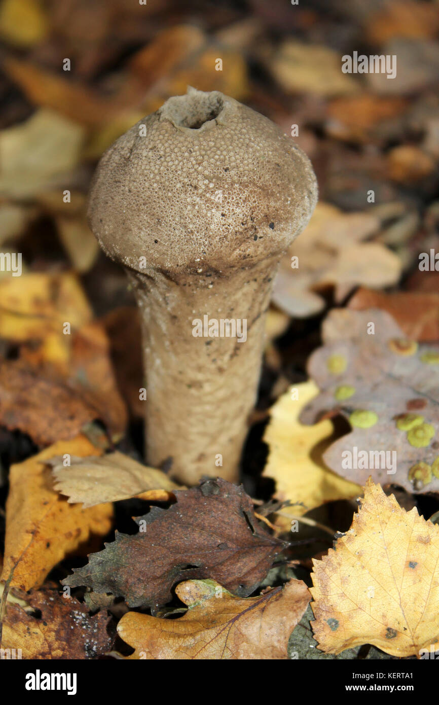 Champignons Vesse-de souche dans la litière Banque D'Images