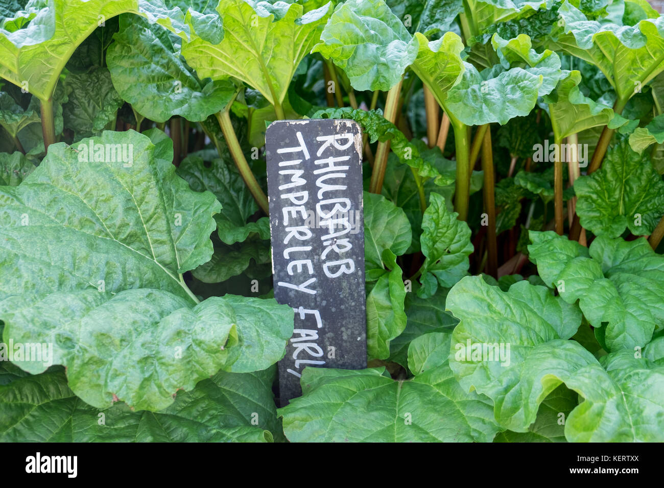 La rhubarbe de plus en début de Timperley potager Banque D'Images