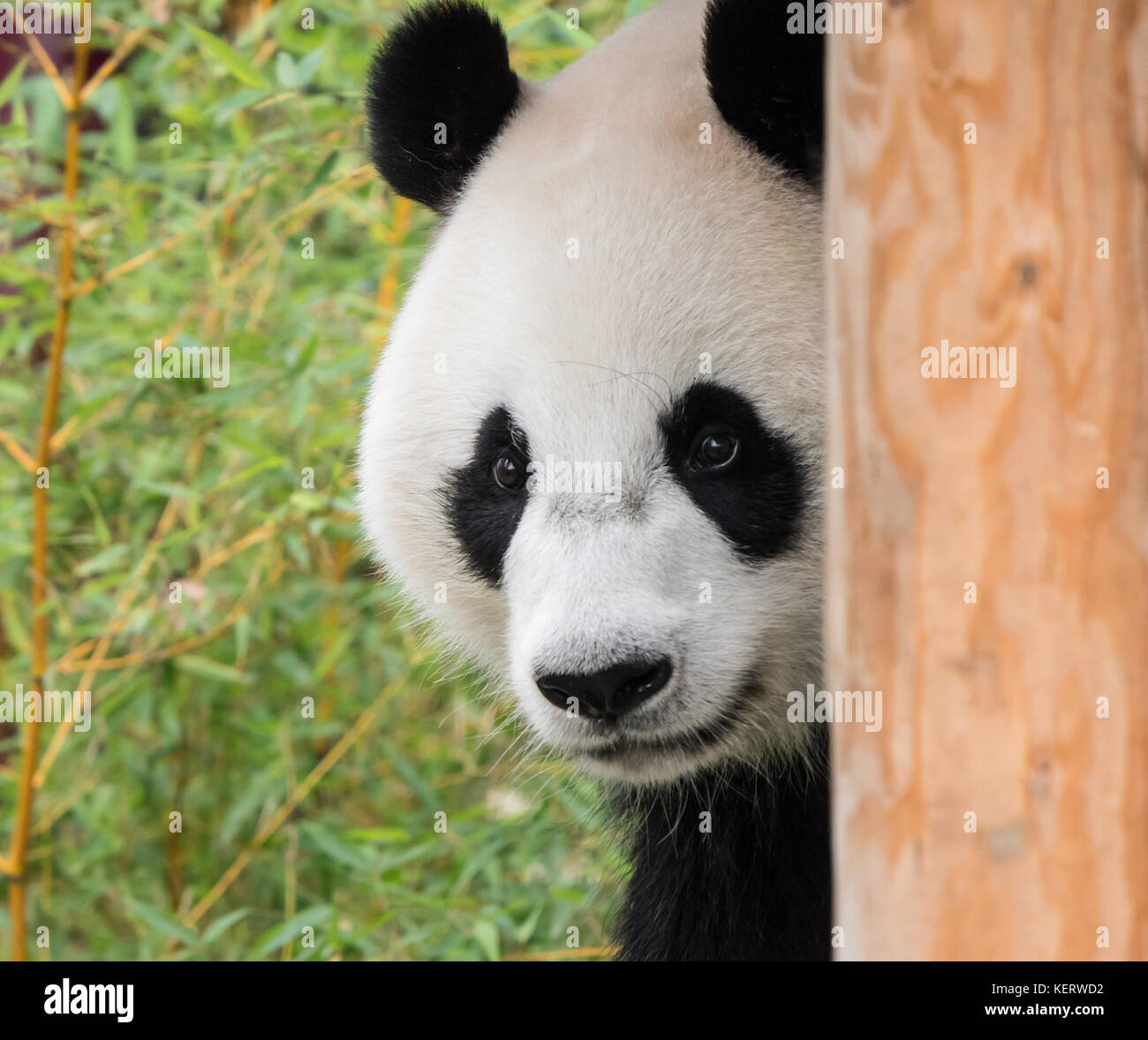 Ours panda géant qui sort sa langue Banque D'Images