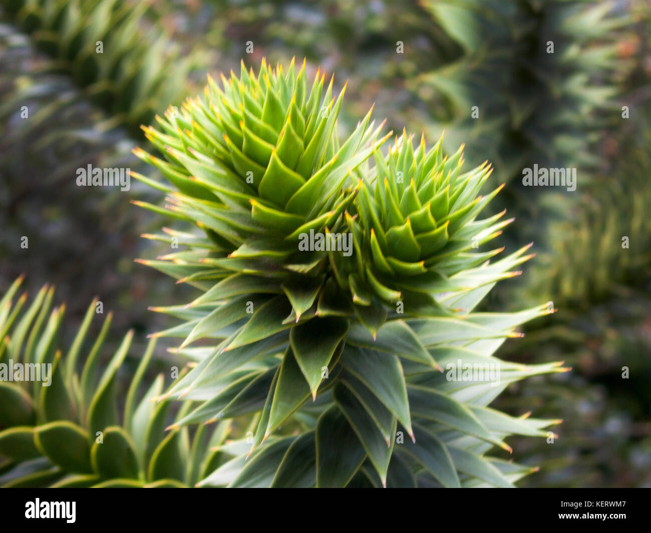 Catégorie : La plante succulente Banque D'Images