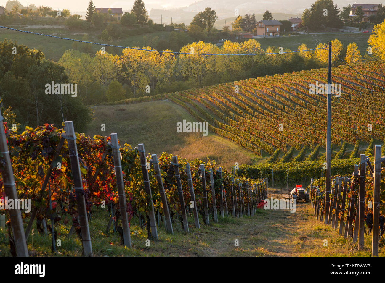 Vignobles et le tracteur au coucher du soleil, Monforte d'alba, Piémont, Italie Banque D'Images