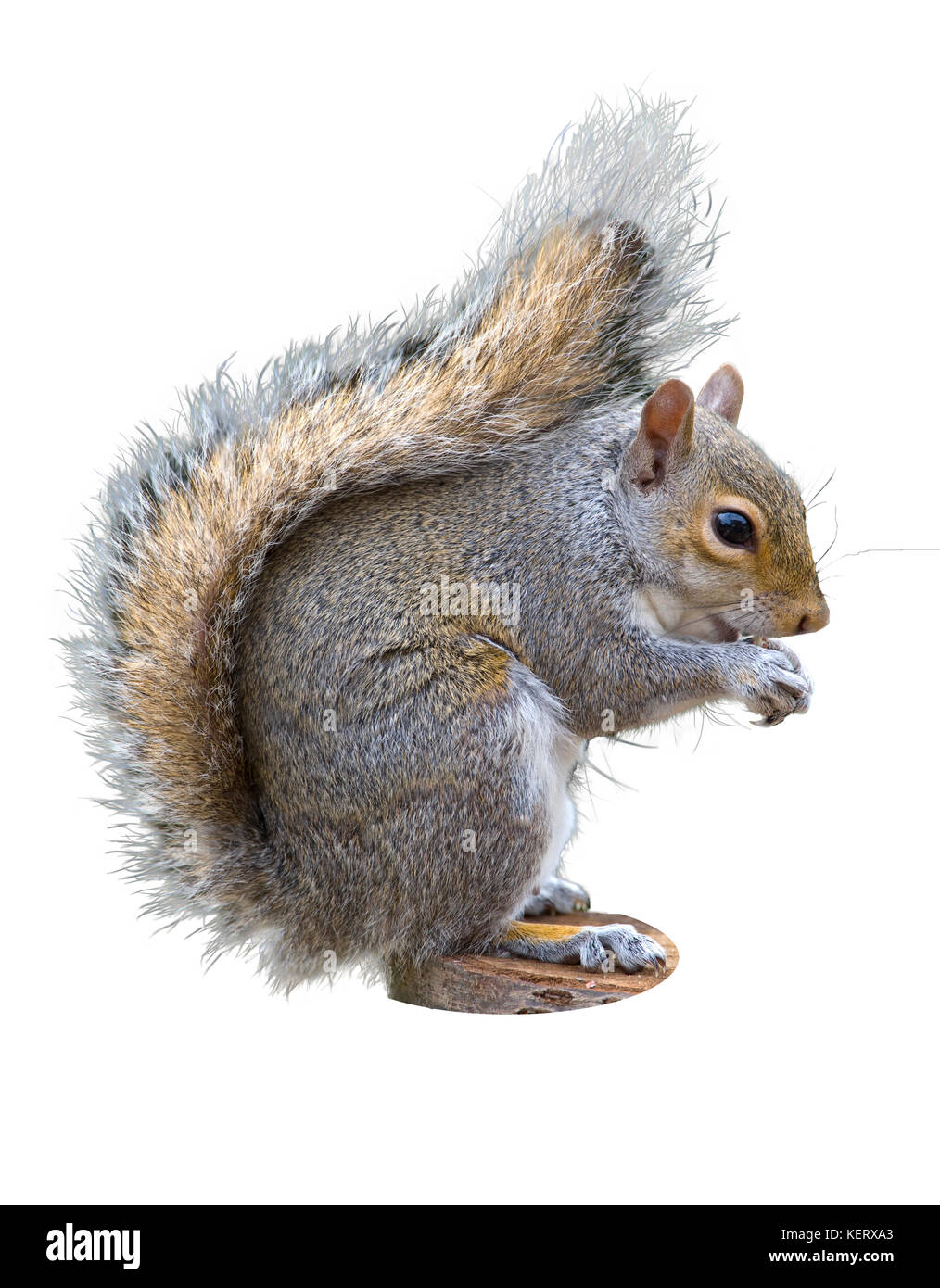 L'écureuil gris Sciurus carolinensis, sur un fond blanc Banque D'Images