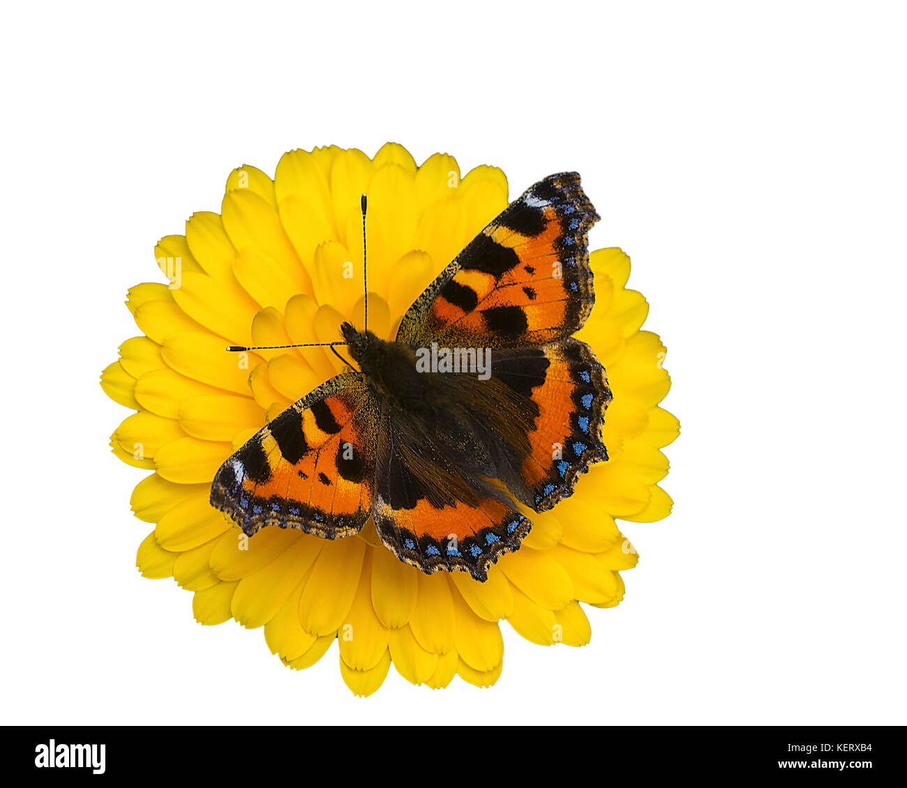 Découper l'image d'un petit papillon écaille, Aglais urticae, sur une fleur de calendula Banque D'Images