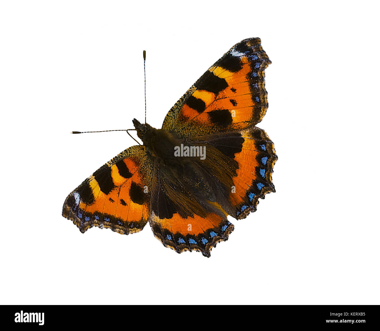 Découper l'image d'un petit papillon écaille Aglais urticae Banque D'Images