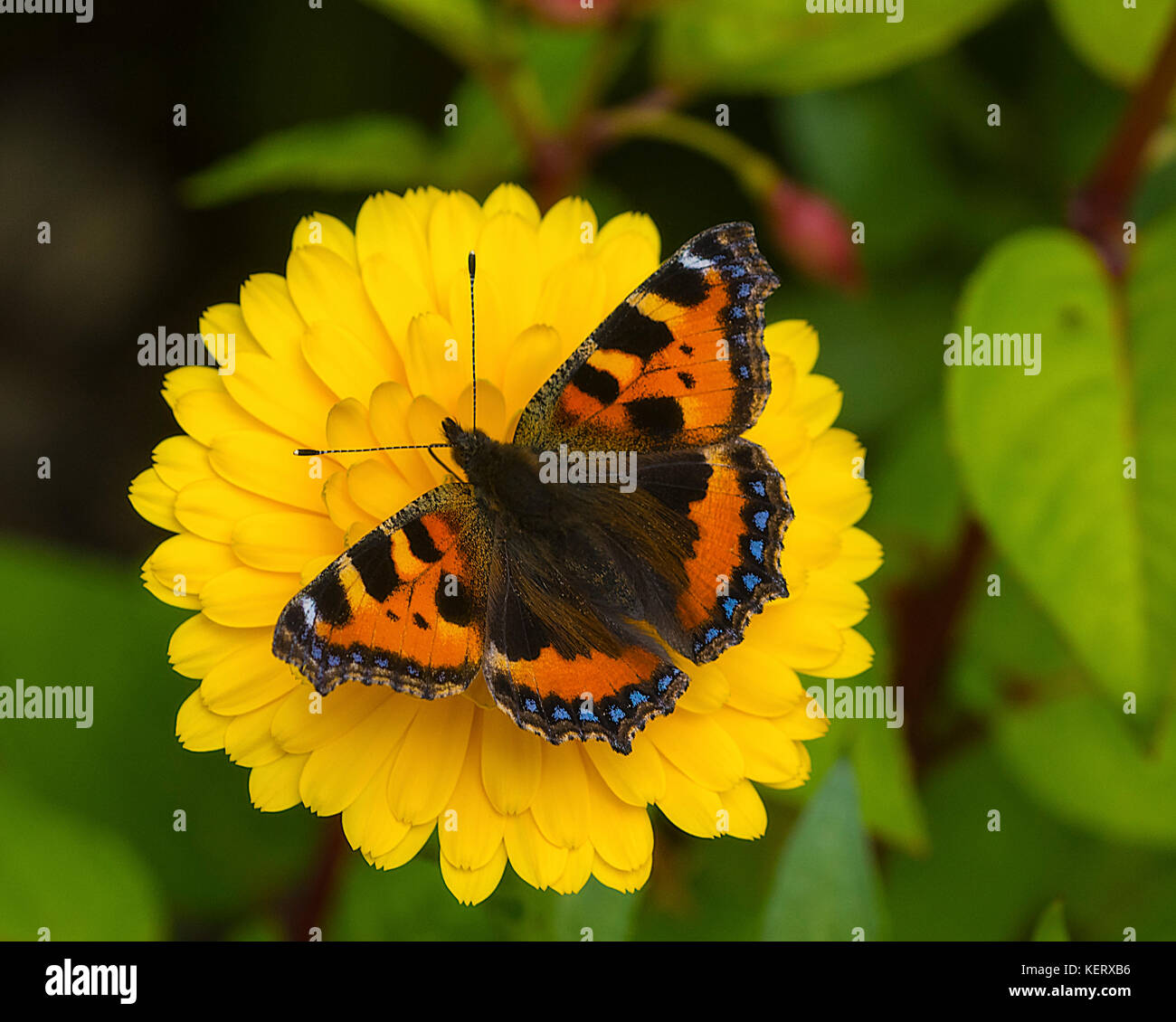 Découper l'image d'un petit papillon écaille Aglais urticae sur une fleur de calendula Banque D'Images