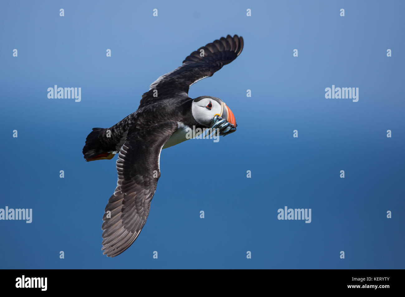 Macareux moine (Fratercula arctica) avec la bouche pleine de lançons en vol, Angleterre du Nord-Est, Royaume-Uni Banque D'Images