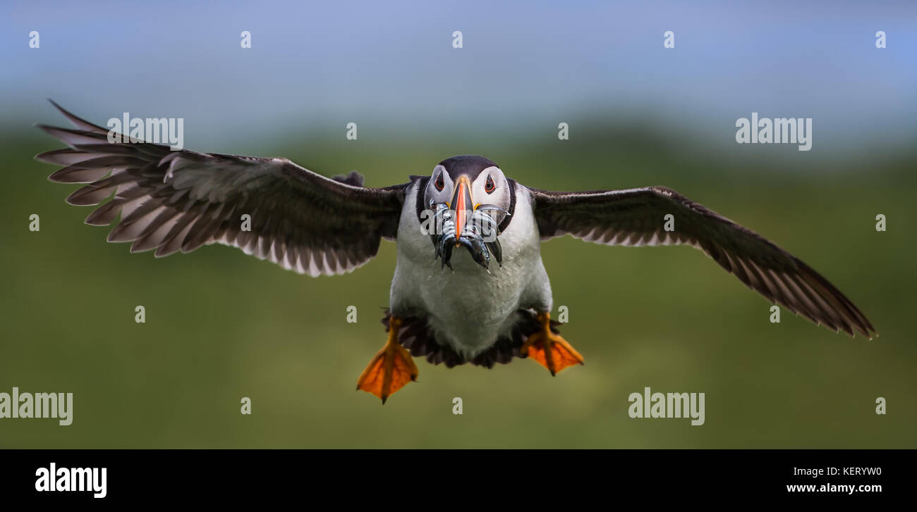 Macareux moine (Fratercula arctica) avec la bouche pleine de lançons en vol, Angleterre du Nord-Est, Royaume-Uni Banque D'Images Macareux moine (Fratercula arctica) avec la bouche pleine de lançons en vol, Angleterre du Nord-Est, Royaume-Uni Banque D'Images