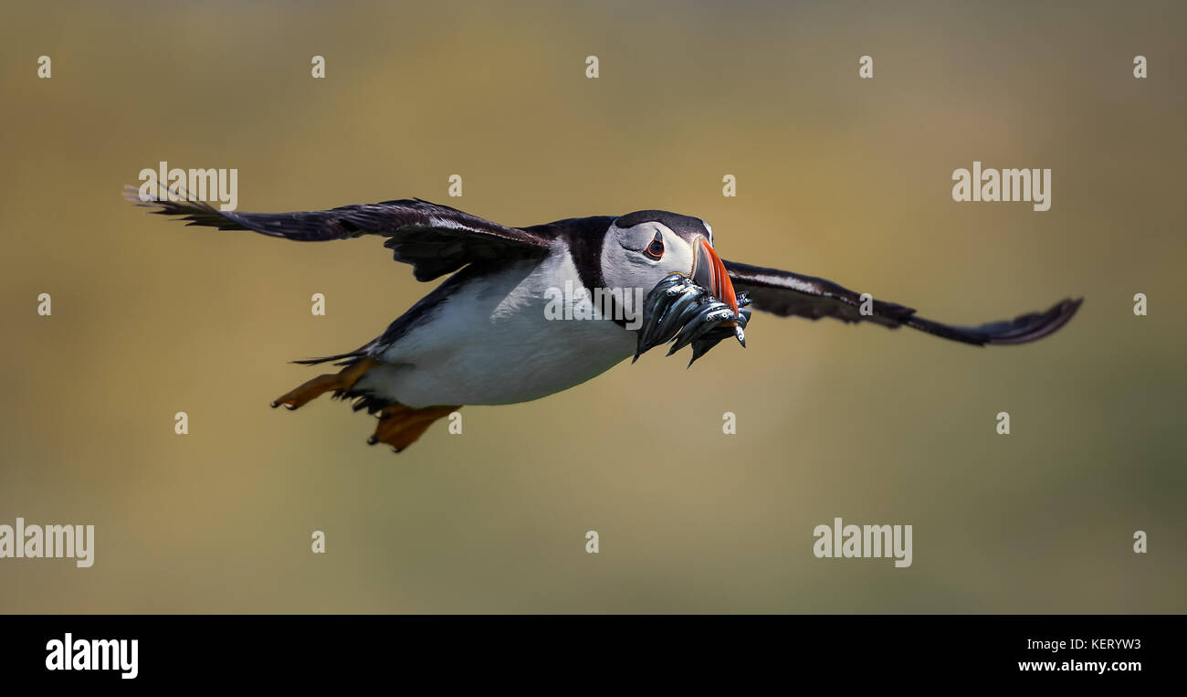 Macareux moine (Fratercula arctica) avec la bouche pleine de lançons en vol, Angleterre du Nord-Est, Royaume-Uni Banque D'Images Macareux moine (Fratercula arctica) avec la bouche pleine de lançons en vol, Angleterre du Nord-Est, Royaume-Uni Banque D'Images