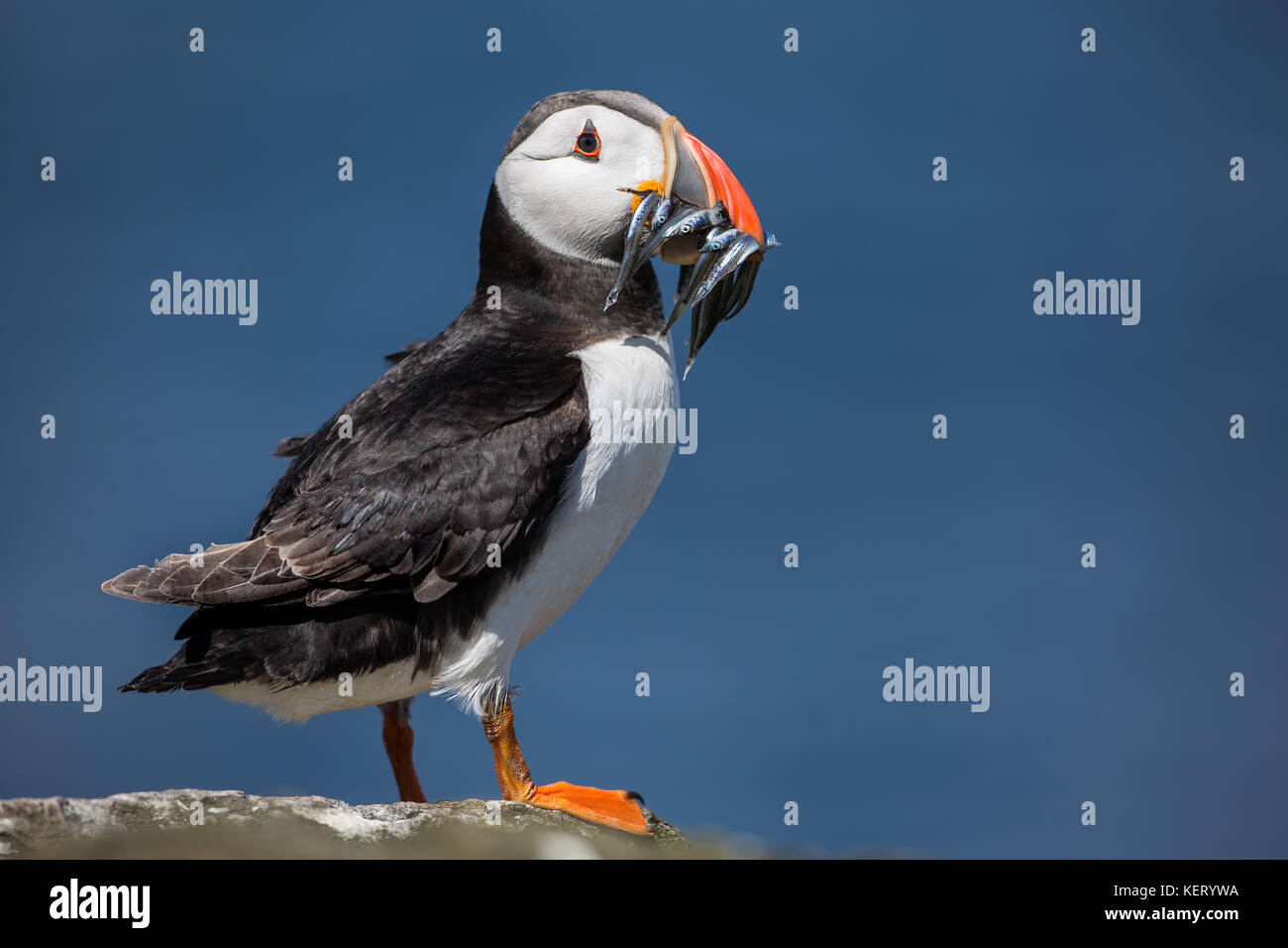 Macareux moine (Fratercula arctica) avec la bouche pleine de lançons dans sa bouche. La côte du Nord-Est, England, UK Banque D'Images