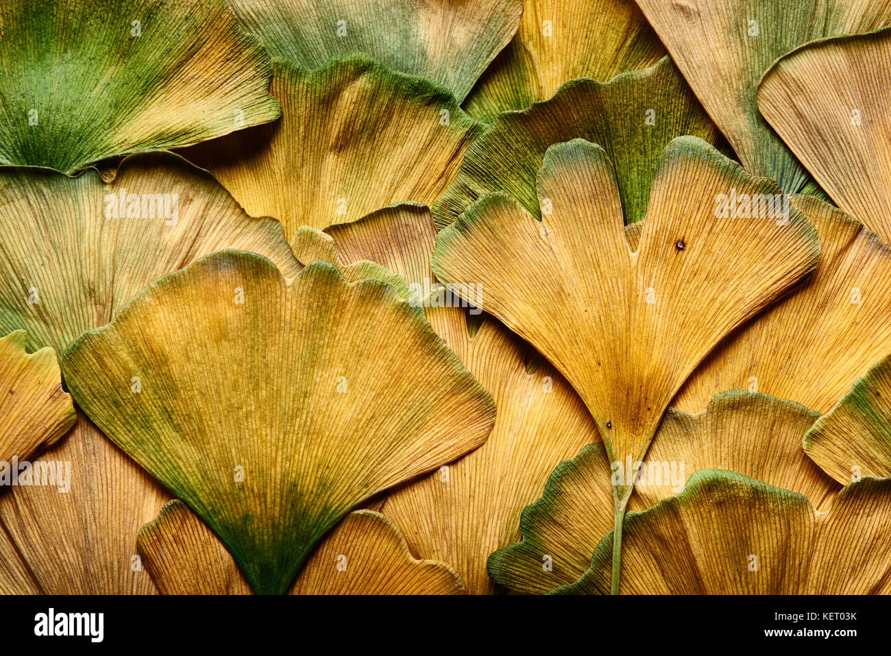 Libre de l'automne les feuilles de ginkgo biloba humide de la pluie de l'automne Banque D'Images