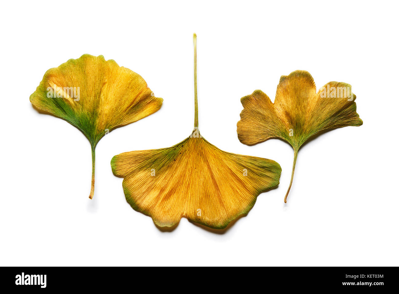 Groupe d'automne jaune intense des feuilles de ginkgo biloba isolé sur blanc. Banque D'Images