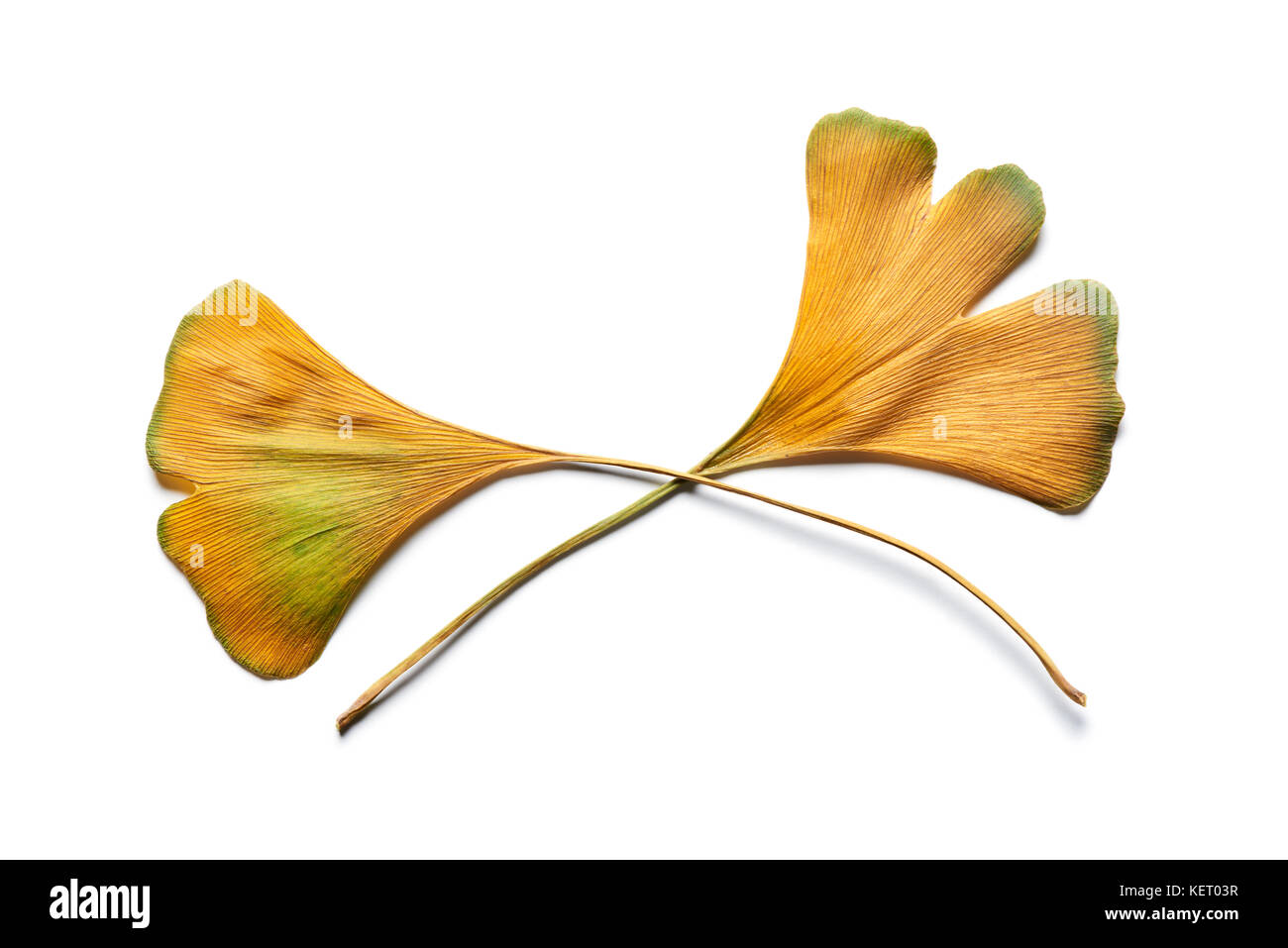 Deux d'automne jaune intense Ginkgo biloba leaf isolated on white. Banque D'Images