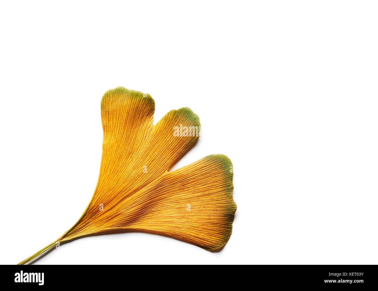L'automne jaune intense Ginkgo biloba leaf isolated on white. Banque D'Images