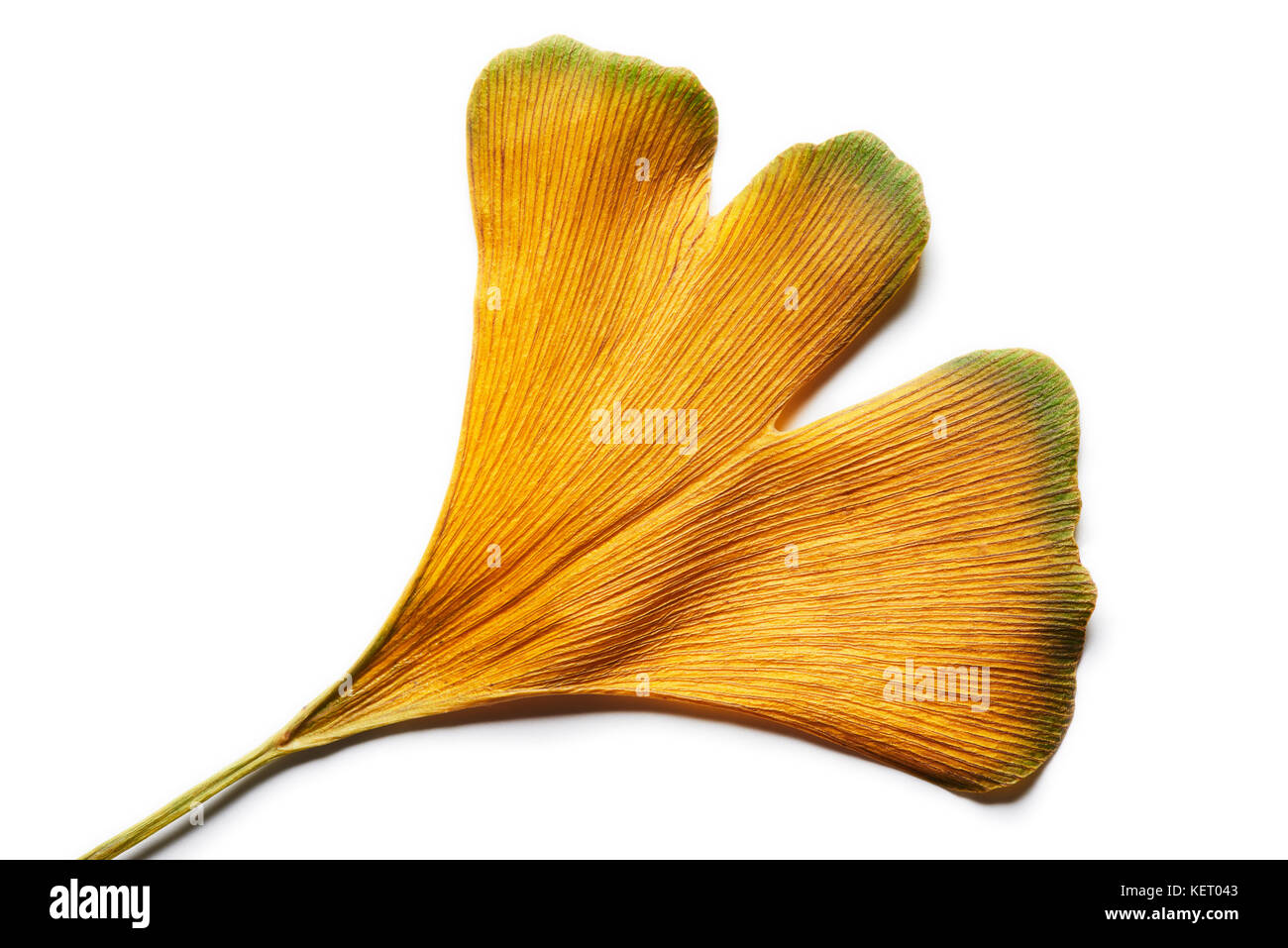 L'automne jaune intense Ginkgo biloba leaf isolated on white. Banque D'Images