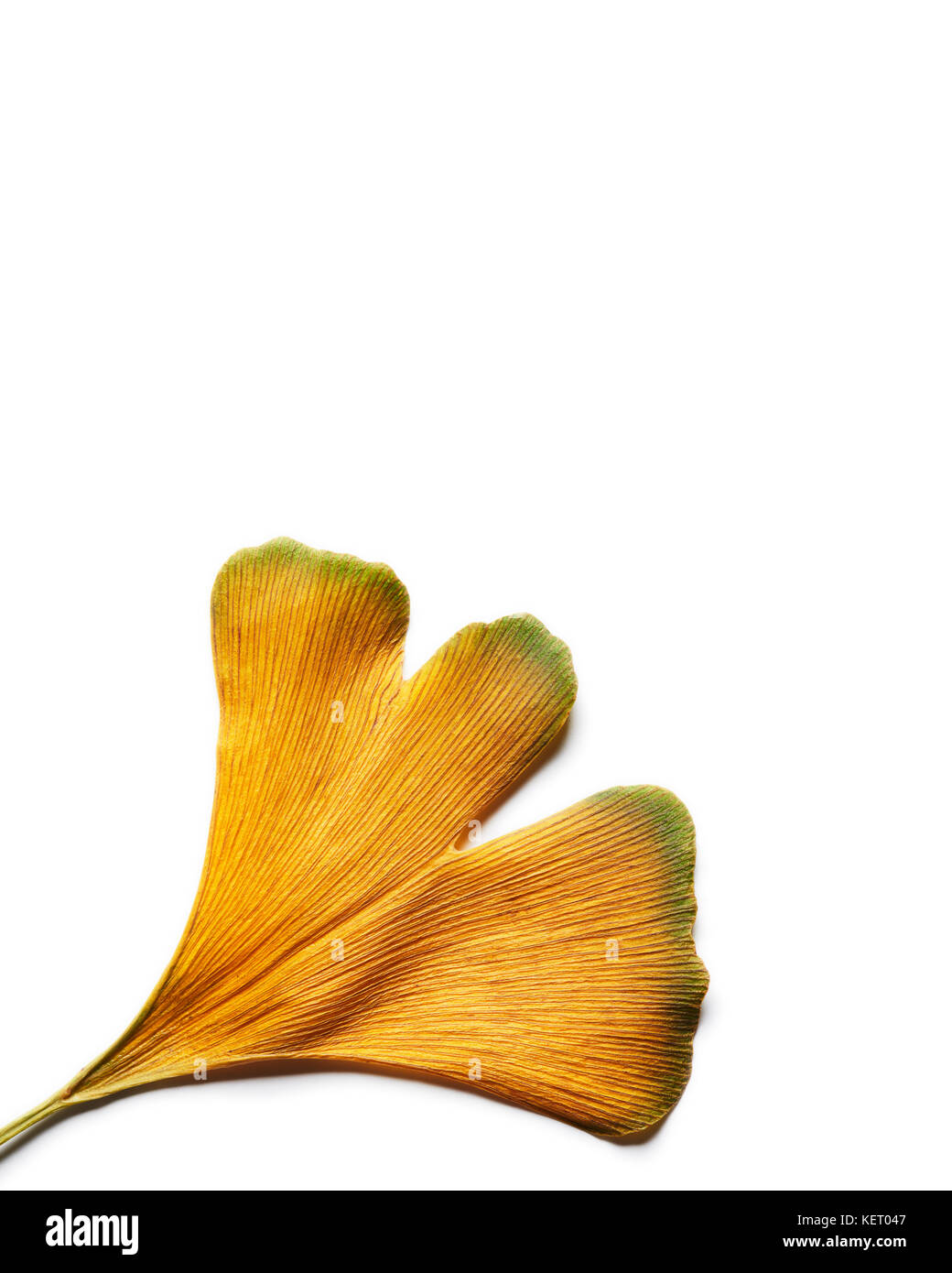 L'automne jaune intense Ginkgo biloba leaf isolated on white. Banque D'Images
