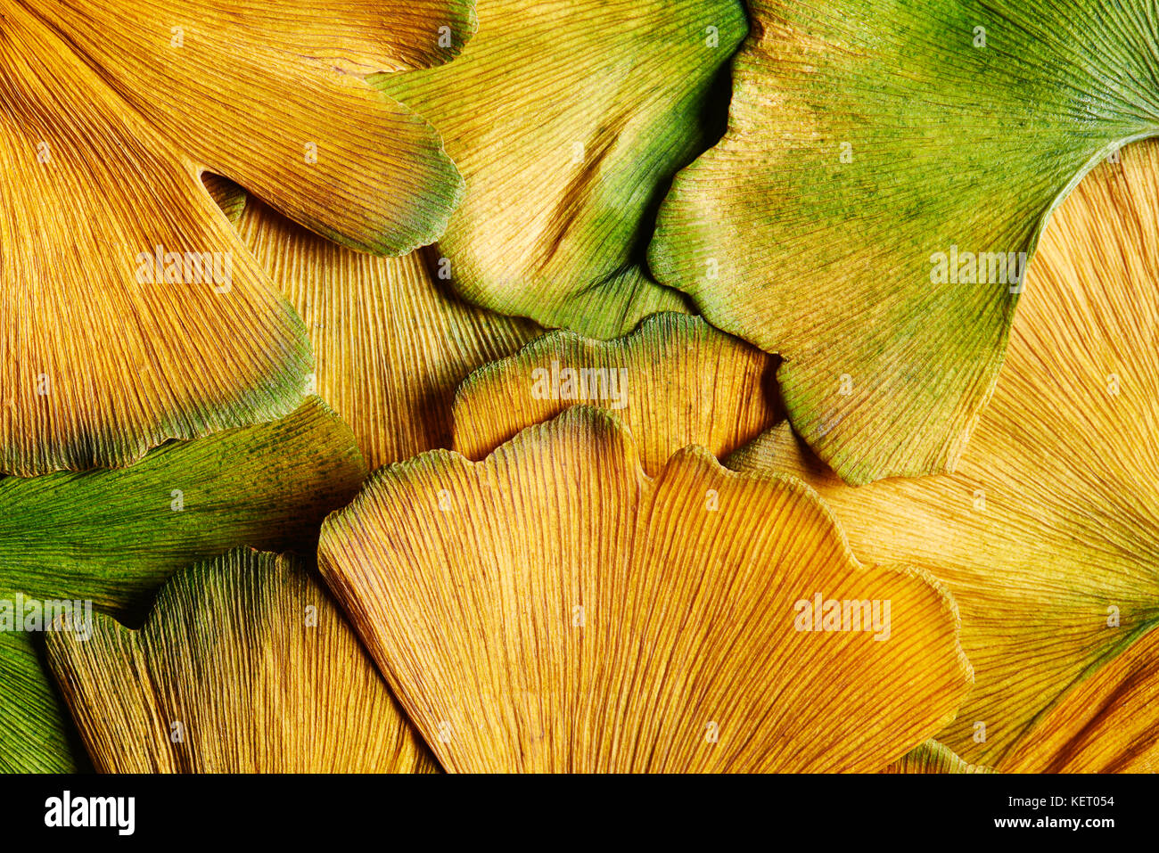 Libre de l'automne les feuilles de ginkgo biloba humide de la pluie de l'automne Banque D'Images