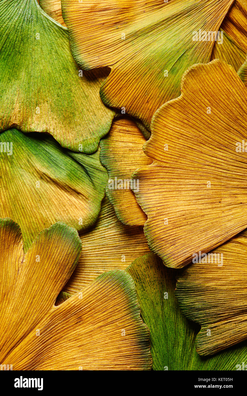 Libre de l'automne les feuilles de ginkgo biloba humide de la pluie de l'automne Banque D'Images