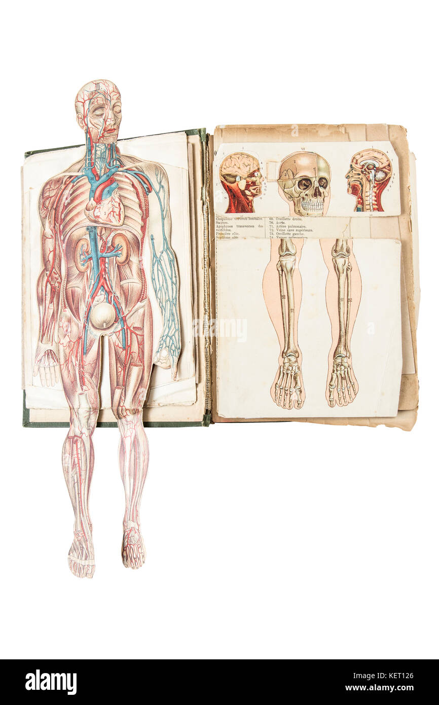 L'anatomie humaine modèle de l'ancien livre médical. Banque D'Images
