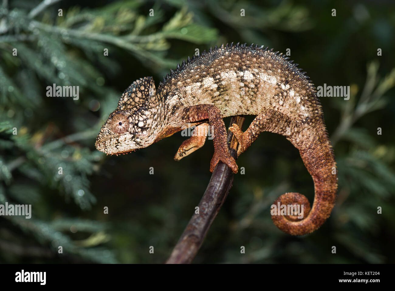 Caméléon géant malgache (Furcifer oustaleti), homme, province d'Antananarivo, Madagascar Banque D'Images