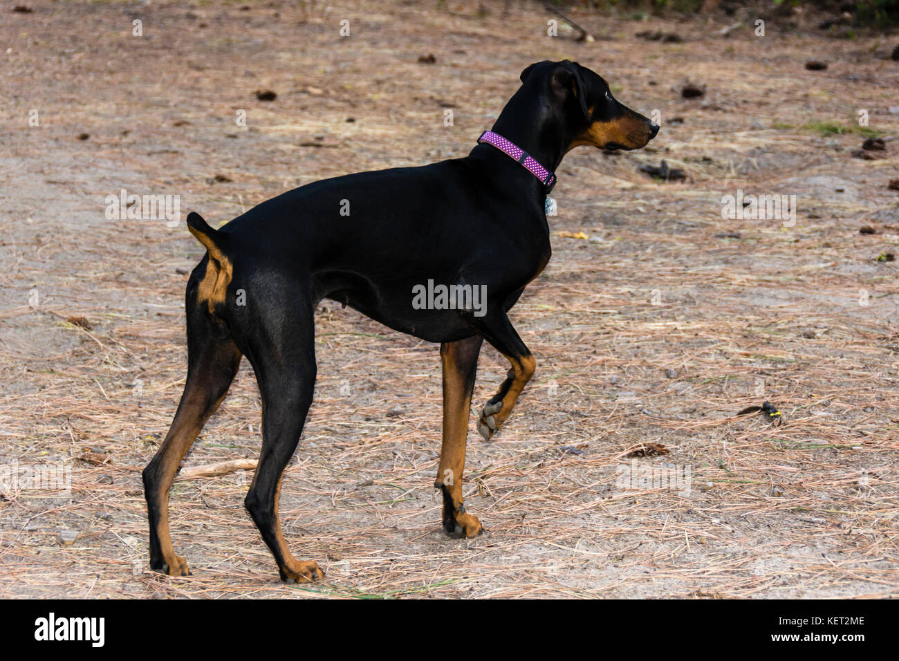 Dobermann dog en position de chasse de pointage Banque D'Images