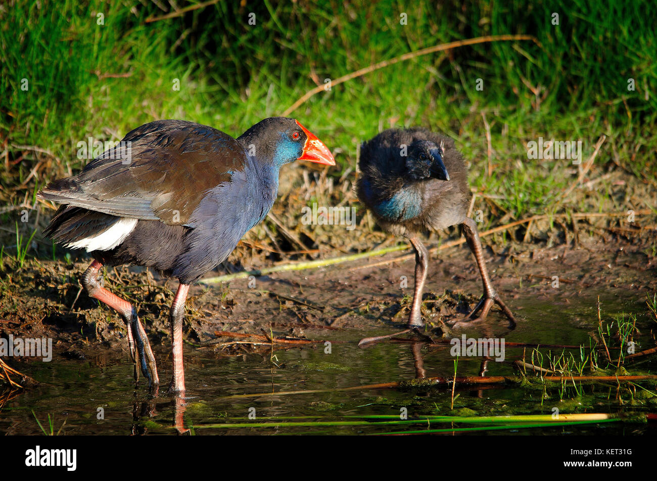 Purple swamp hen (Porphyrio porphyrio) poussin d'alimentation sur les rives du lac Richmond, dans l'ouest de l'Australie Banque D'Images