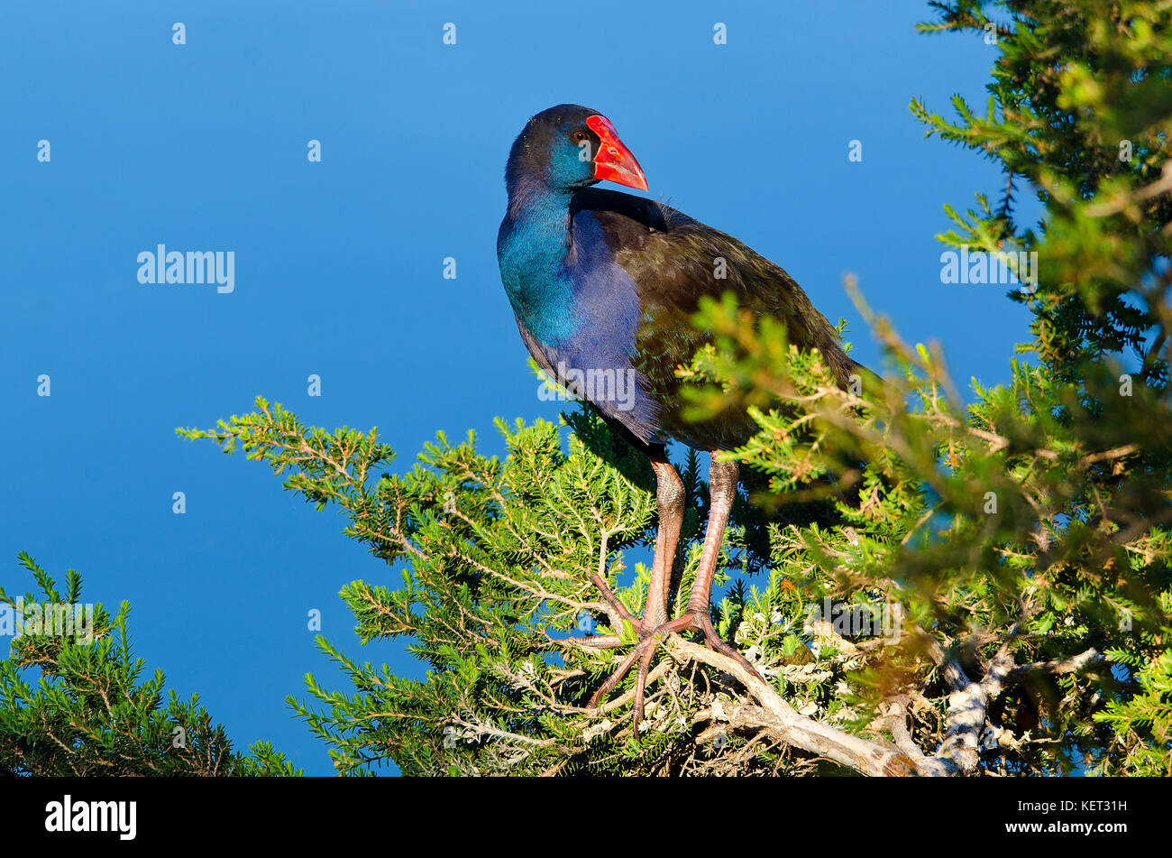 Purple swamp hen (Porphyrio porphyrio) en équilibre sur branche d'arbre sur la rive du lac de Richmond, l'ouest de l'Australie Banque D'Images