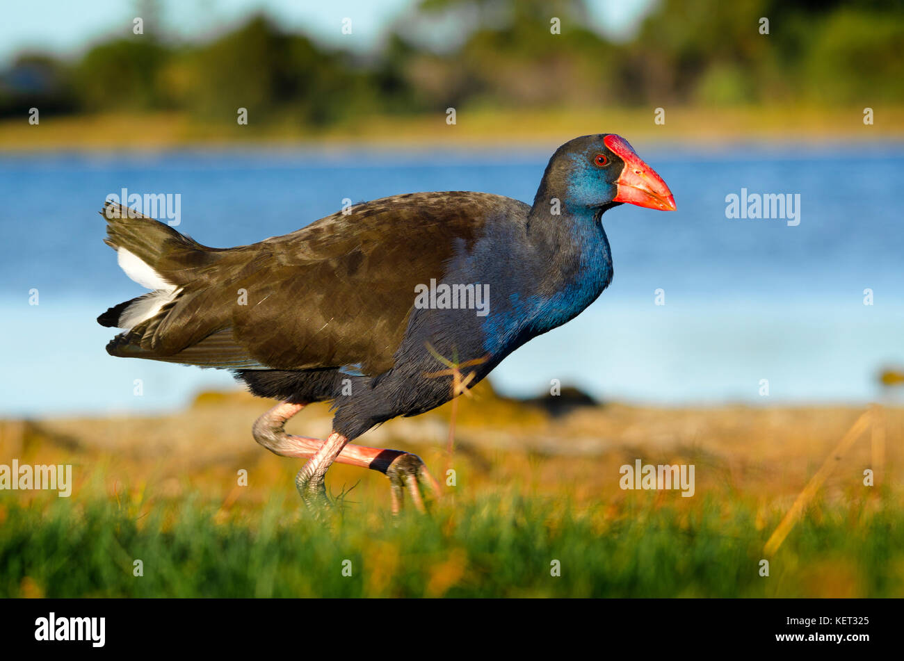 Purple swamp hen (Porphyrio porphyrio) balade sur les rives du lac Richmond, dans l'ouest de l'Australie Banque D'Images