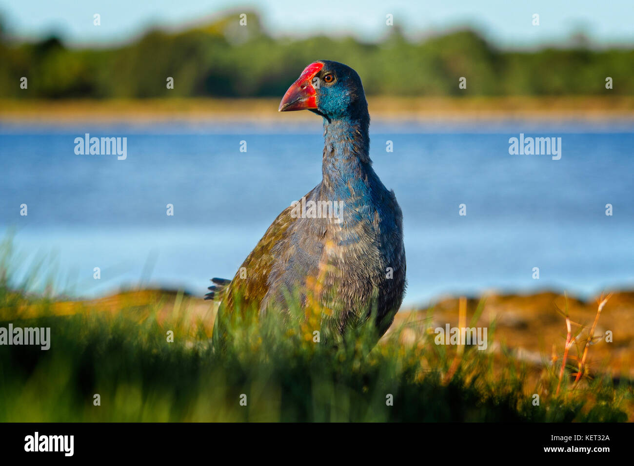 Purple swamp hen (Porphyrio porphyrio) balade sur les rives du lac Richmond, dans l'ouest de l'Australie Banque D'Images