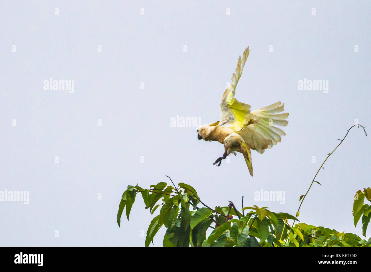 Cacatoès blanc (Cacatua alba). Raja Ampat, Papouasie occidentale, en Indonésie Banque D'Images