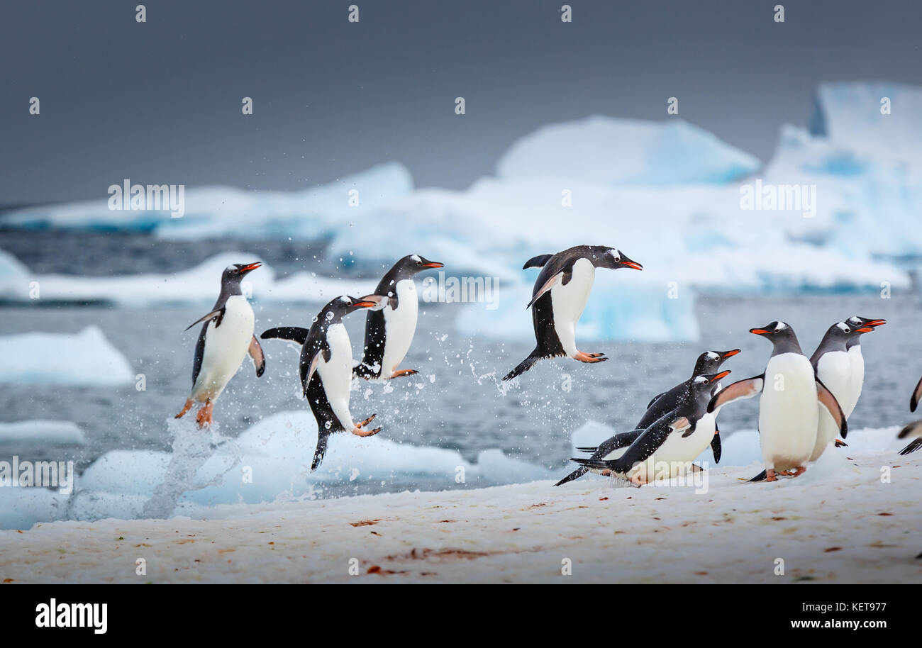 Des images incroyables, ont capturé un waddle de manchots danser au bord de l'eau comme une scène de film d'animation Happy Feet a frappé. L'étourdissement Banque D'Images