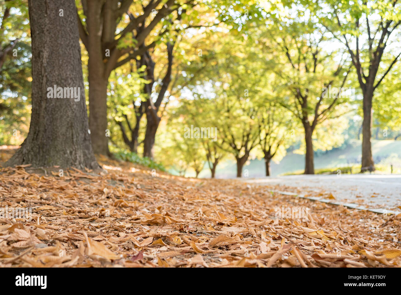 Route avec des feuilles tombées à l'automne Banque D'Images