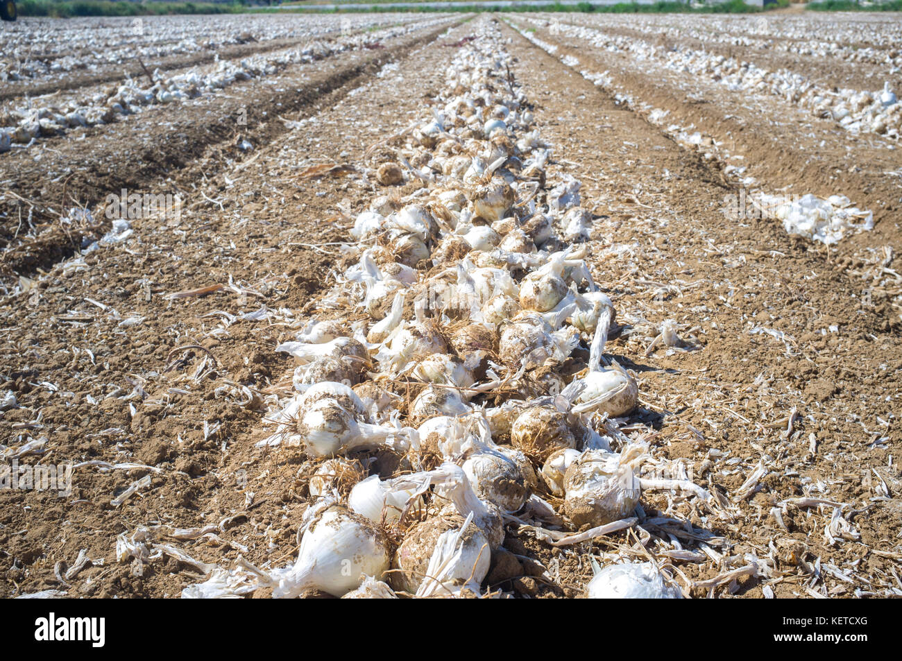 Champ avec oignons déterrés, lignes de Badajoz, Espagne l'industrie des aliments déshydratés. Banque D'Images