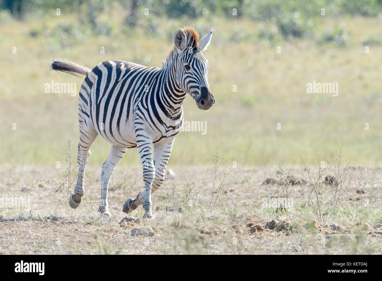 z-bre-des-plaines-equus-quagga-tournant-sur-la-savane-le-parc