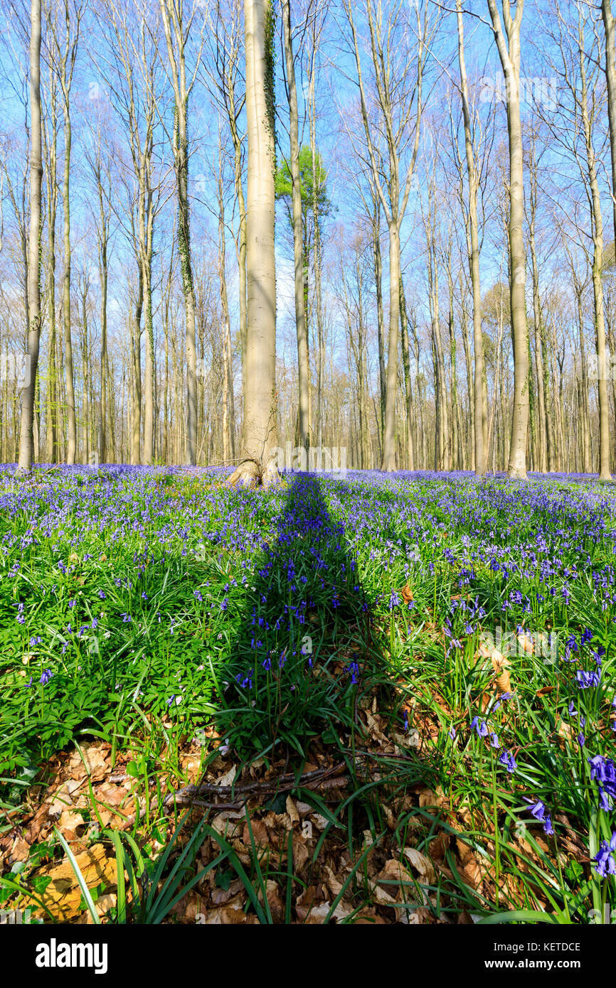 Ciel bleu sur les arbres Séquoia encadré par les tapis de jacinthes en fleurs violet dans la Hallerbos forest Halle Belgique Europe Banque D'Images