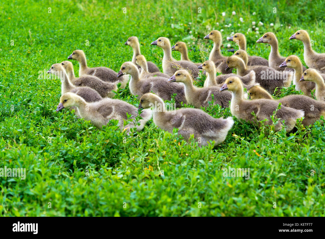 Les jeunes goose à l'âge de 1 mois la marche sur l'herbe Banque D'Images