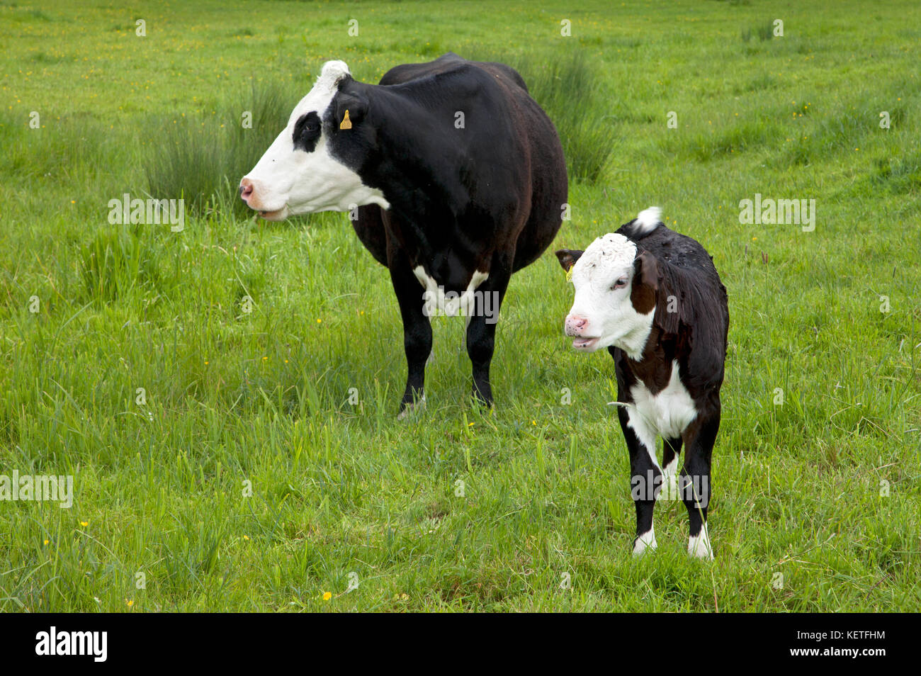 Une vache hereford noir et veau dans un champ dans le Wiltshire. Banque D'Images