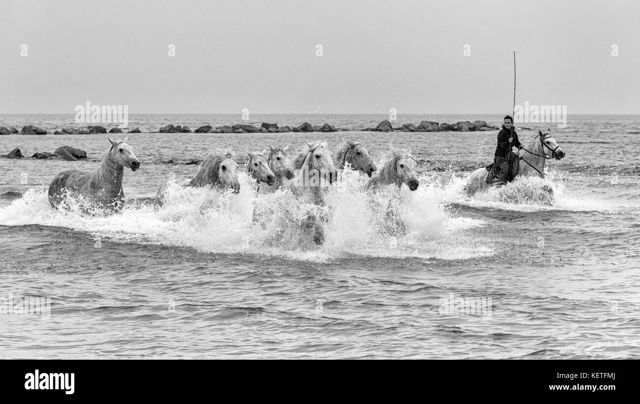 Les chevaux de Camargue (Equus cavallus) et leur gardien, se galant à travers l'eau près de Saintes-Marie-de-la-Mer, Camargue, France, Europe Banque D'Images