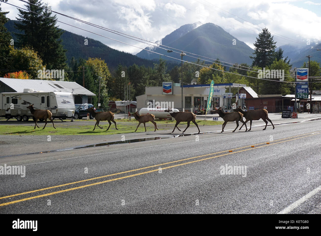 Traversée de l'autoroute à elk packwood, wa Banque D'Images