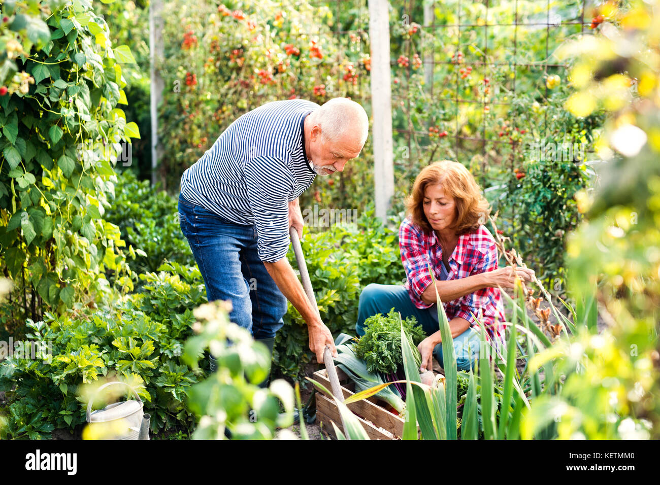 Senior couple jardinage dans le jardin. Banque D'Images