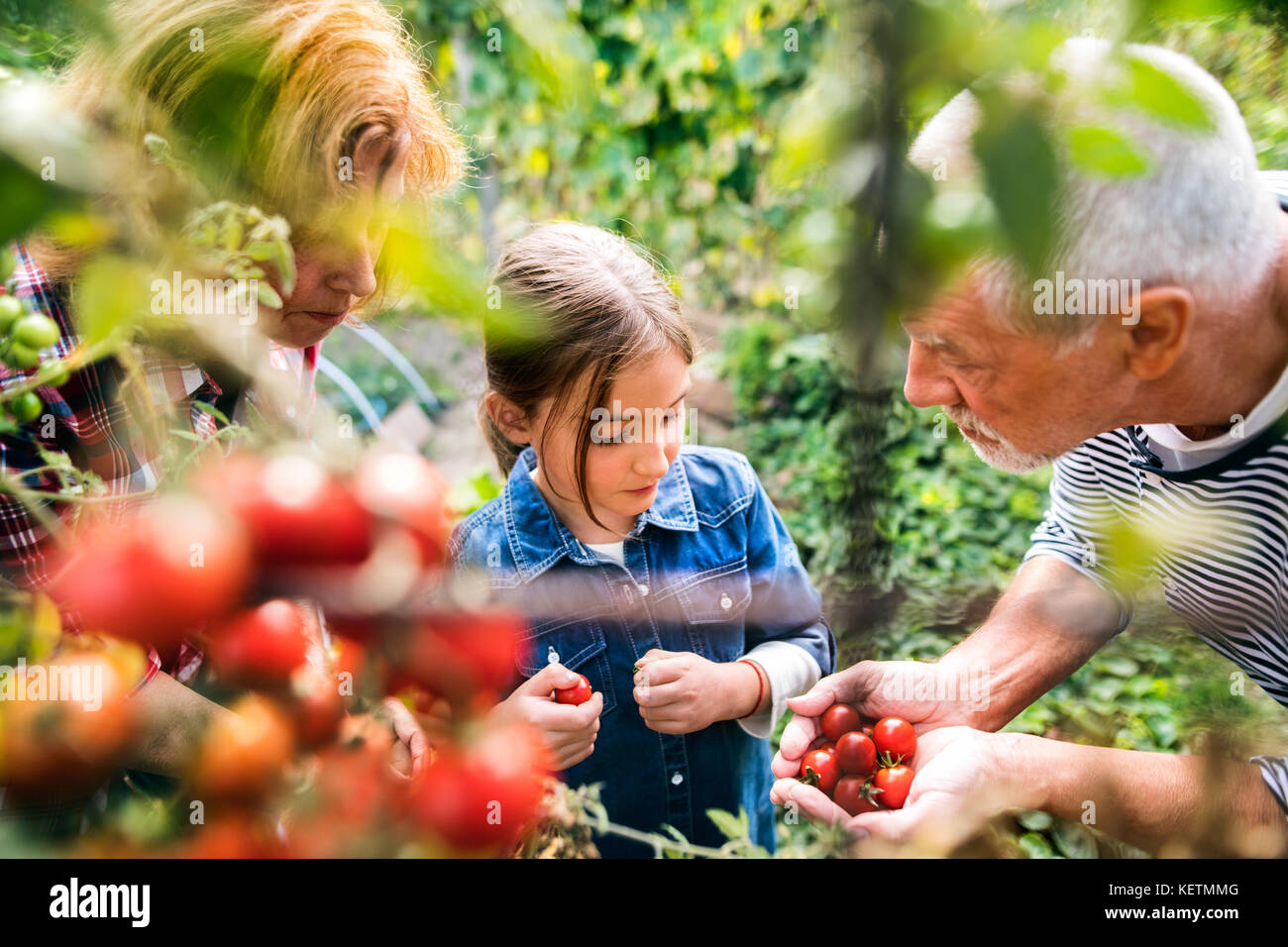 Couple avec petite-fille jardinage dans le jardin arrière Banque D'Images