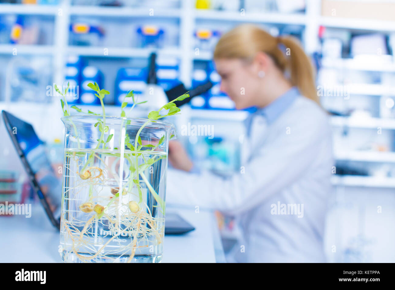 L'essai de plantes génétiquement modifiées. Jeune femme Auxiliaire de laboratoire au laboratoire de génétique végétale OGM Banque D'Images