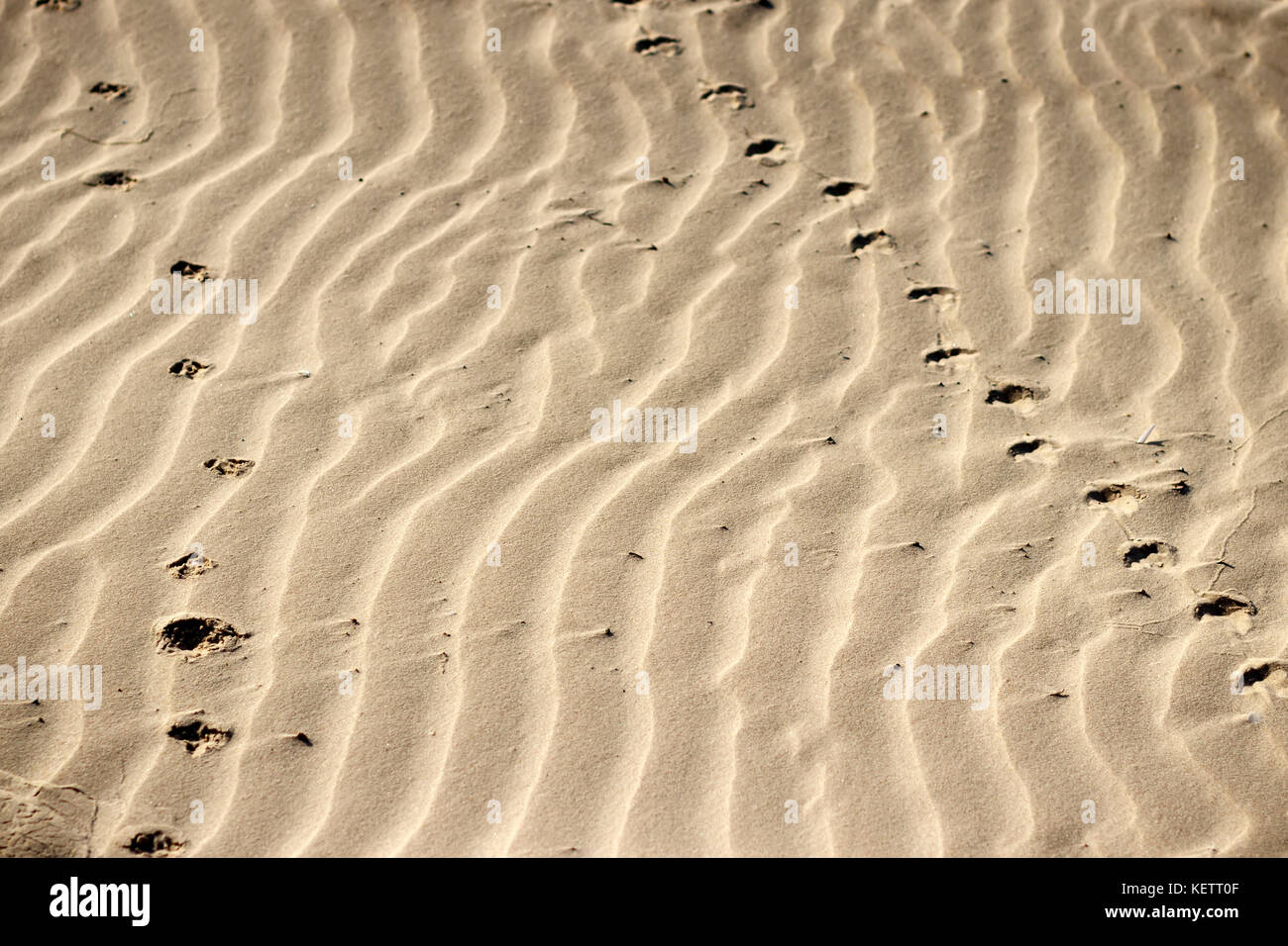 Dunes de sable avec des traces d'animaux Banque D'Images