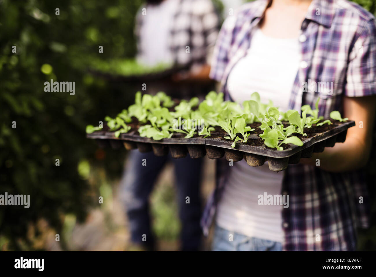 Photo de femme tenant les jeunes plantes dans les mains Banque D'Images