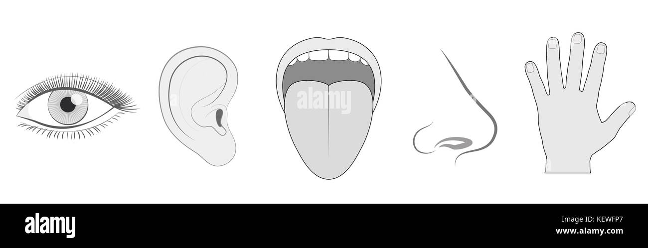 Cinq sens - vue, ouïe, goût, odorat et toucher - icône vecteur isolé schéma d'illustration des yeux, des oreilles, de la langue, du nez et de la main. Banque D'Images